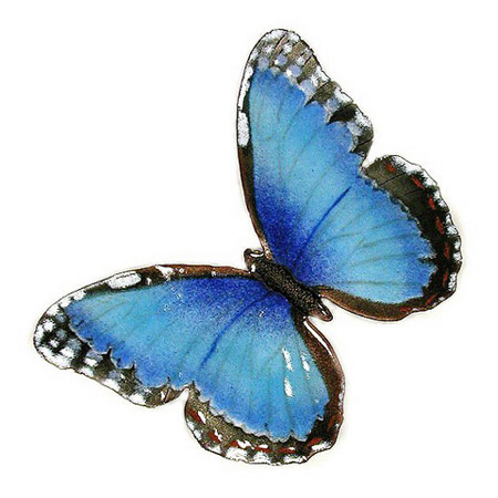 Bovano B1 Blue Morho Butterfly Wall Art