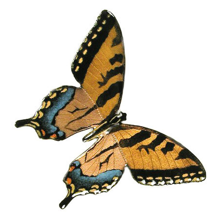 Bovano B2 Tiger Swallowtail Butterfly Wall Art